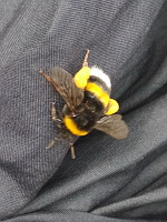 Bourdon, Bombus lucorum-complex (ph. Mrugala F., Lyon, 2020-06)(3)